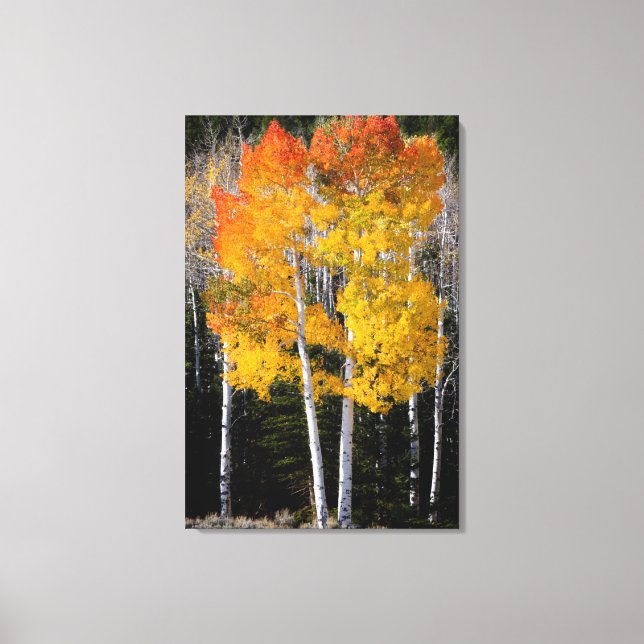 Utah, USA. Aspen Trees (Populus Tremuloides) 3 Canvas Print (Front)