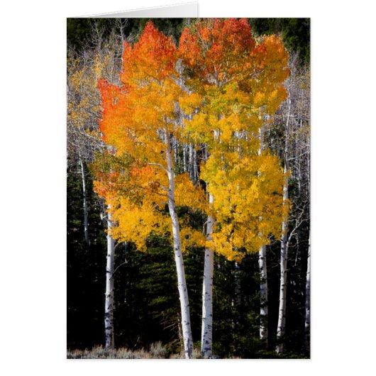 Utah, USA. Aspen Trees (Populus Tremuloides) 3 Cards (Front)