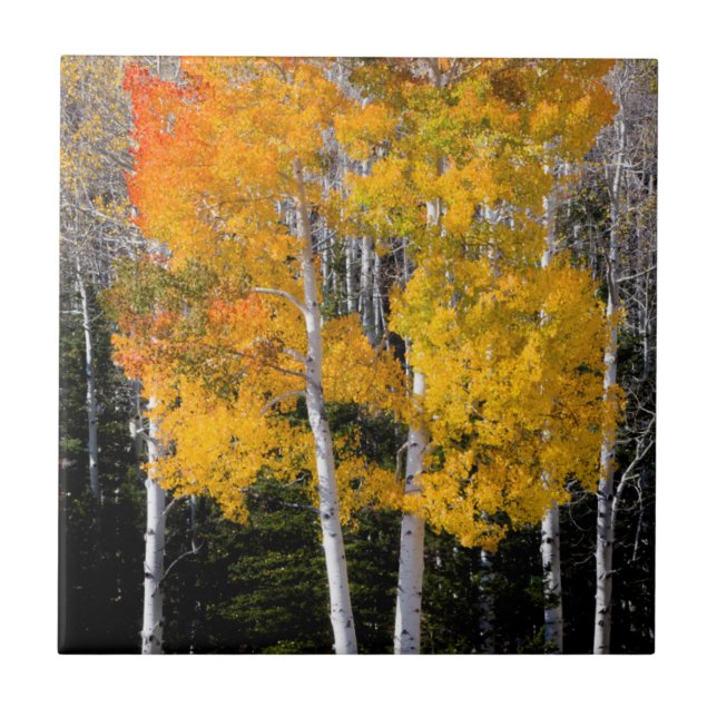 Utah, USA. Aspen Trees (Populus Tremuloides) 3 Ceramic Tile (Front)