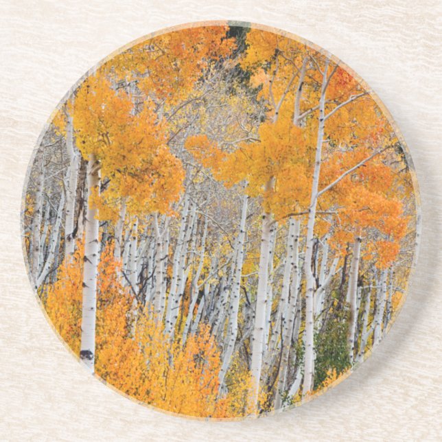 Utah, USA. Aspen Trees (Populus Tremuloides) 4 Coaster (Front)
