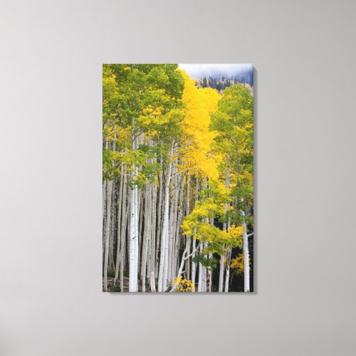 Utah USA Aspen Trees Populus Tremuloides Canvas Print
