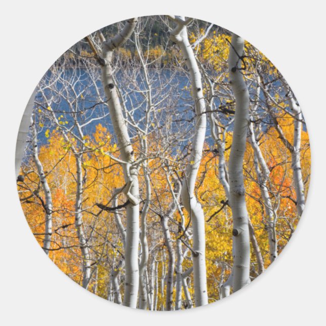Utah, USA. Aspen Trees (Populus Tremuloides) Classic Round Sticker (Front)