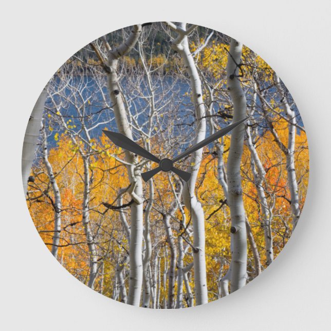 Utah, USA. Aspen Trees (Populus Tremuloides) Large Clock (Front)