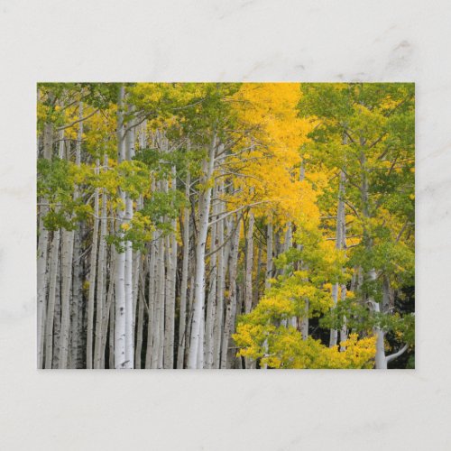 Utah USA Aspen Trees Populus Tremuloides Postcard