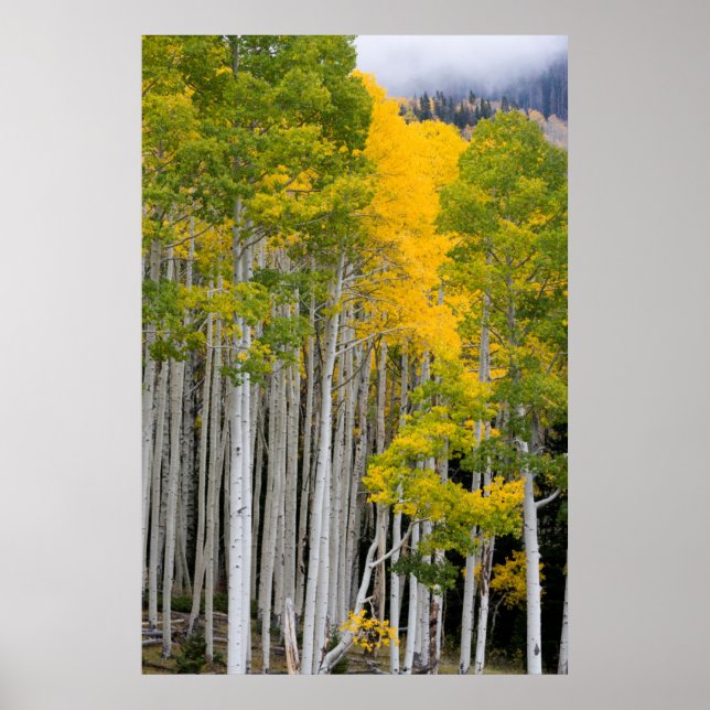Utah. USA. Aspen Trees (Populus Tremuloides) Poster (Front)