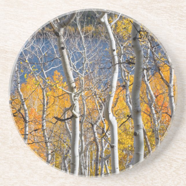 Utah, USA. Aspen Trees (Populus Tremuloides) Sandstone Coaster (Front)