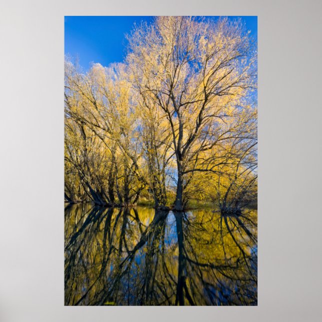 Utah. USA. Peachleaf Willow Trees Poster (Front)