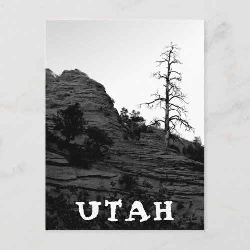 UTAH Zion National Park Lone Tree Black White Postcard