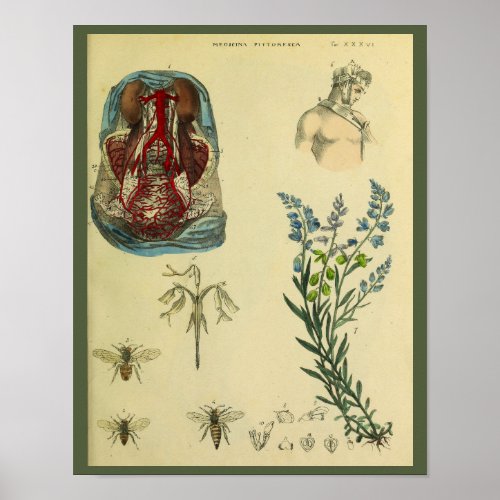 Uterus Abdomen Arteries Bees Anatomy Art Print