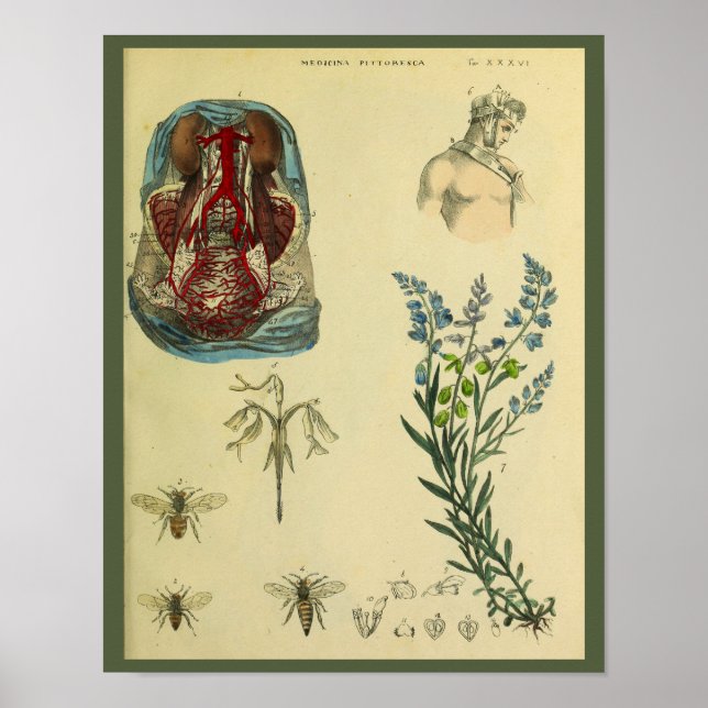 Uterus Abdomen Arteries Bees Anatomy Art Print (Front)