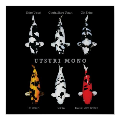 Utsuri Mono Koi Carp Varieties Poster