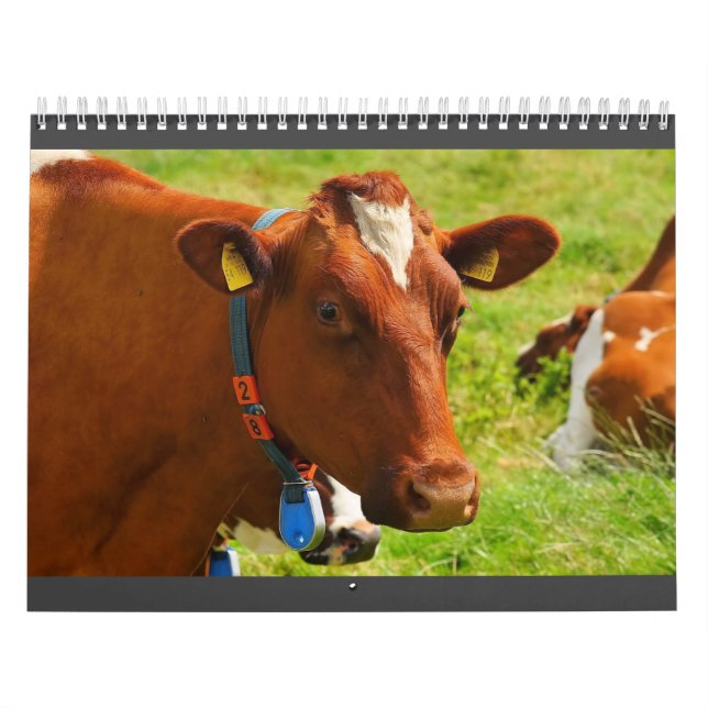 Utterly Cute Cow Calendar (Cover)