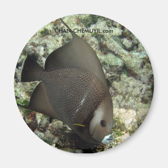 UW Angel Fish Magnet: chan-chemuyil.com Magnet (Front)