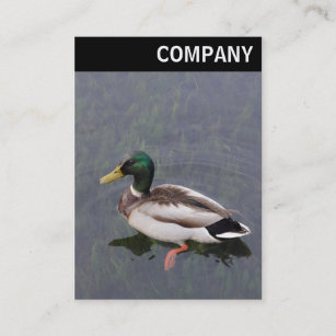 V Header - Mallard Duck Business Card