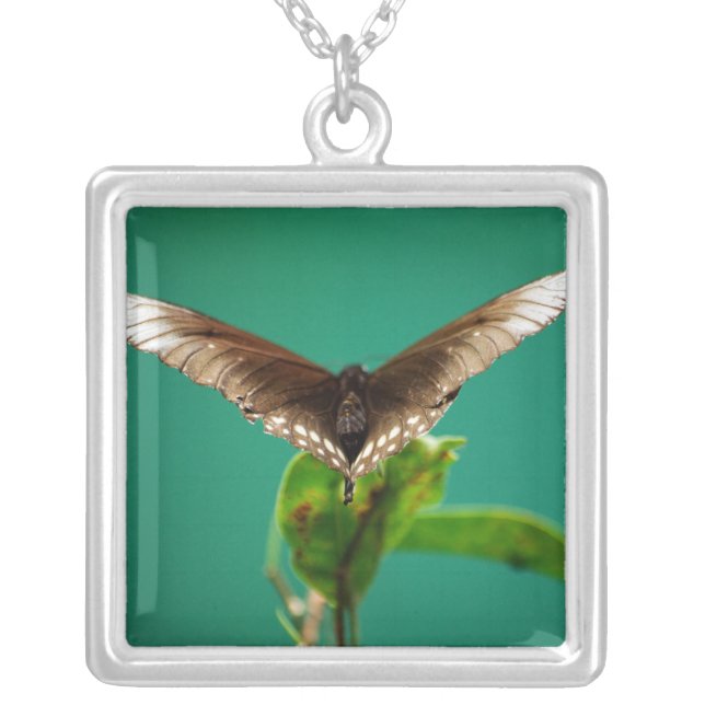 V Necklace (Front)