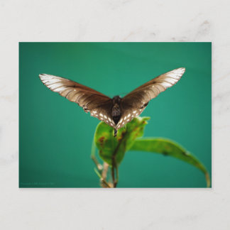 V Postcard