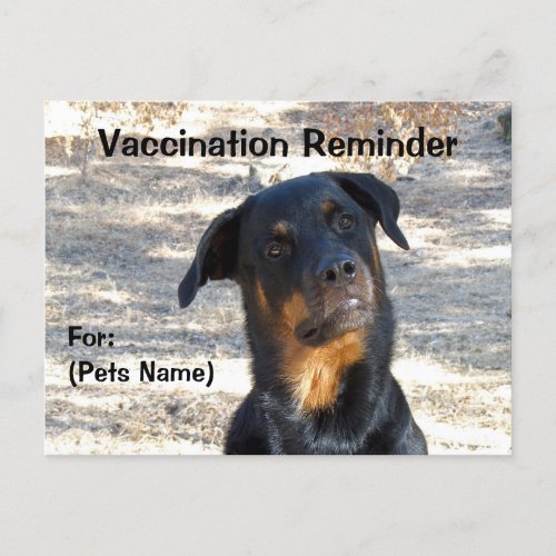 Vaccination Reminder Rottweiler Postcard