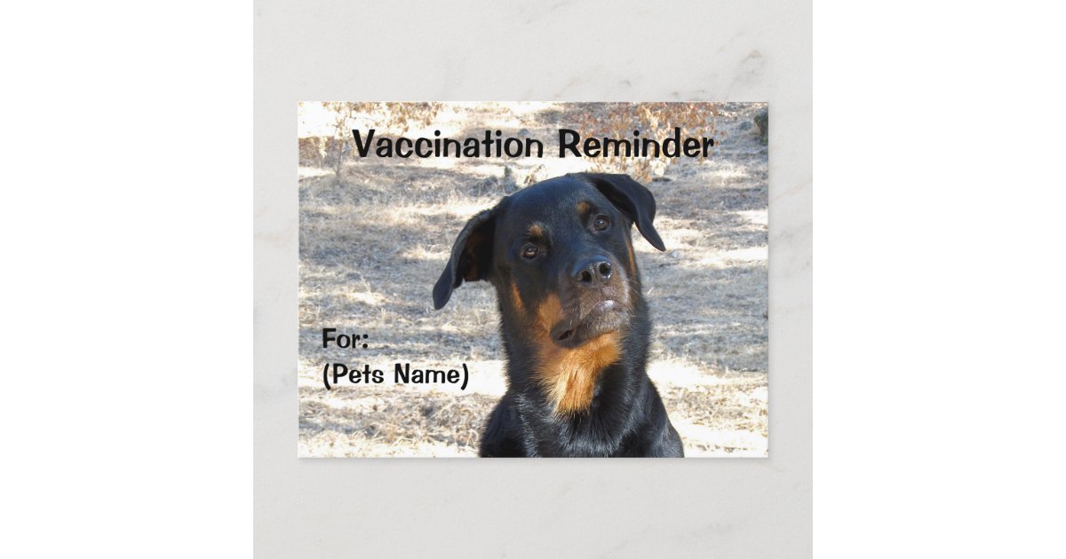 Vaccination Reminder Rottweiler Postcard Zazzle
