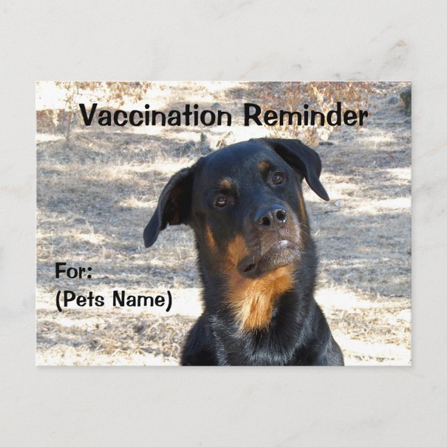 Vaccination Reminder Rottweiler Postcard (Front)