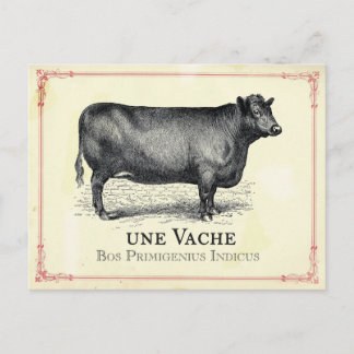 Vache Cow Postcard
