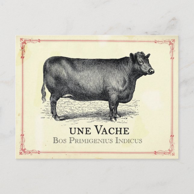 Vache Cow Postcard (Front)