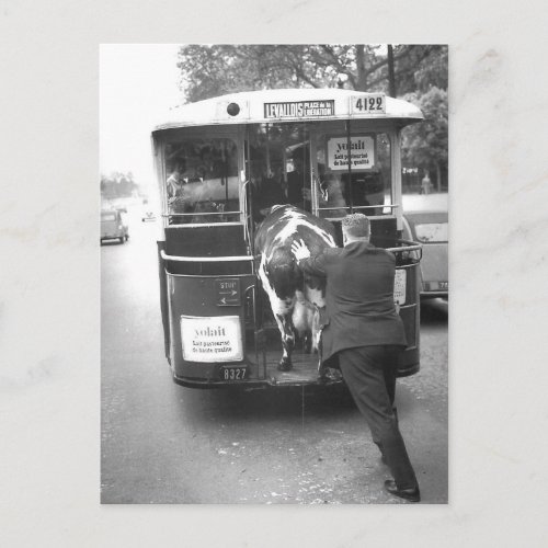 Vache dans le tramway postcard
