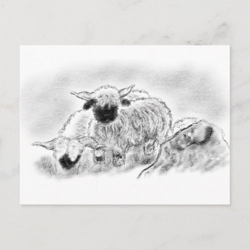 Valais Blacknose Sheep Illustration Postcard