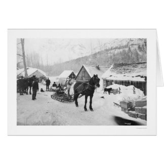 Valdez Trail Horses Alaska 1912 Cards