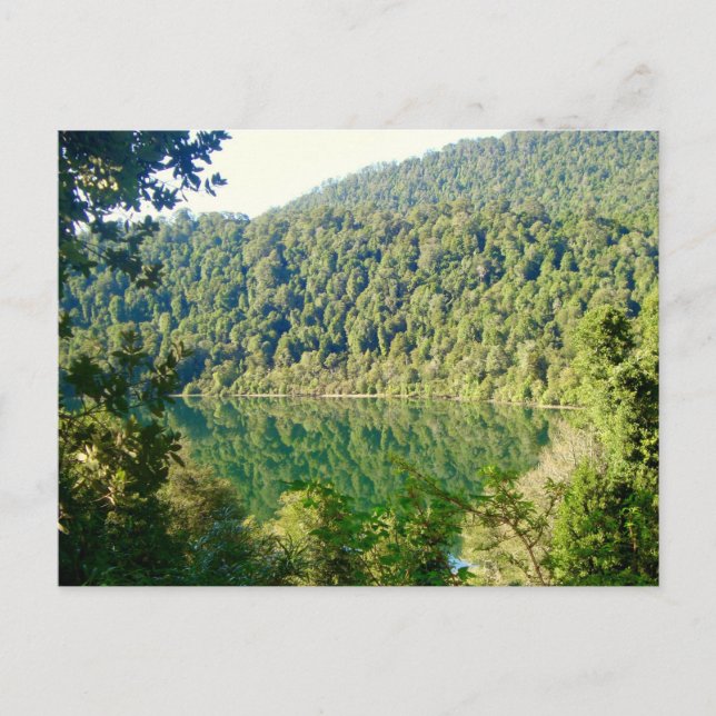 Valdivian Temperate Forest, Chile Postcard (Front)
