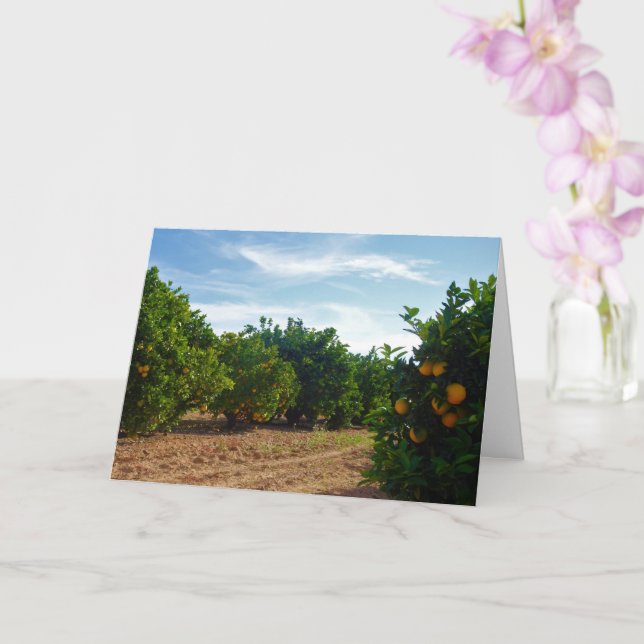 Valencia Orange Grove Card (Orchid)
