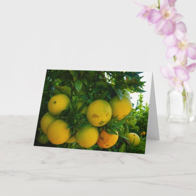 Valencia Oranges in Orange Grove Card (Orchid)