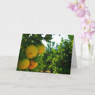 Valencia Oranges in Orange Grove Card