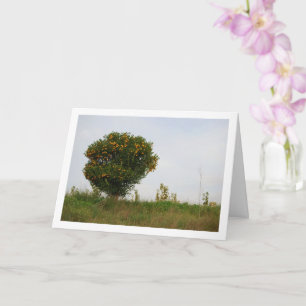 Valencian Mandarin Tree Landscape Card