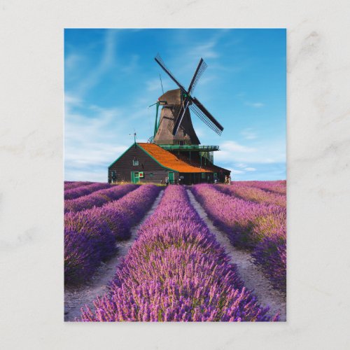 Valensole Lavender Fields Provence France Postcard