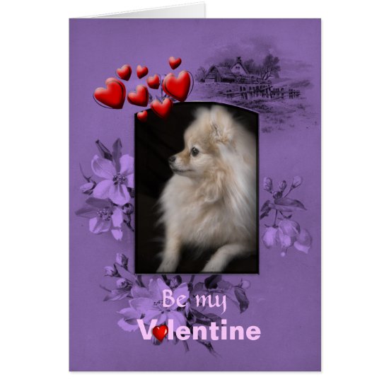 Valentine Adorably Cute Pomeranian Puppy Card