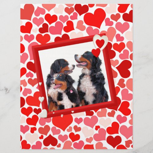 Valentine Bernese Mountain dog Heart