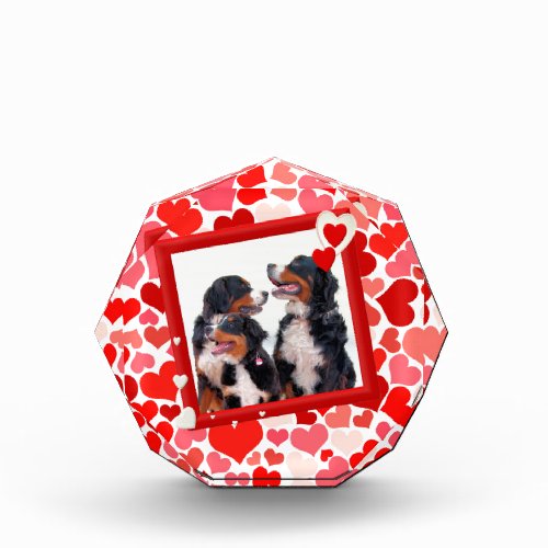 Valentine Bernese Mountain dog Heart Acrylic Award