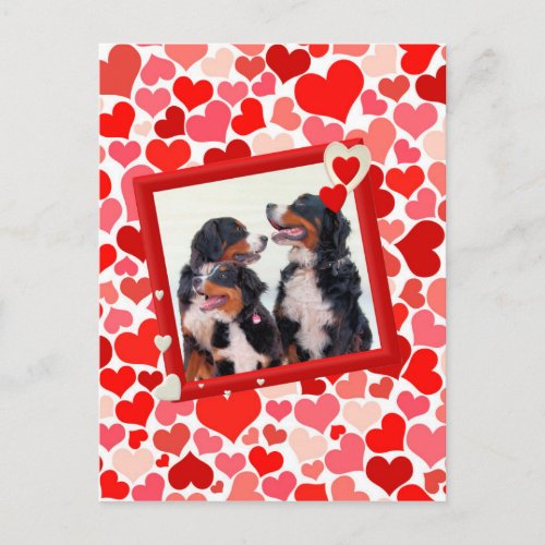 Valentine Bernese Mountain dog Heart Holiday Postcard