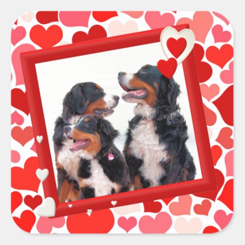 Valentine Bernese Mountain dog Heart Square Sticker