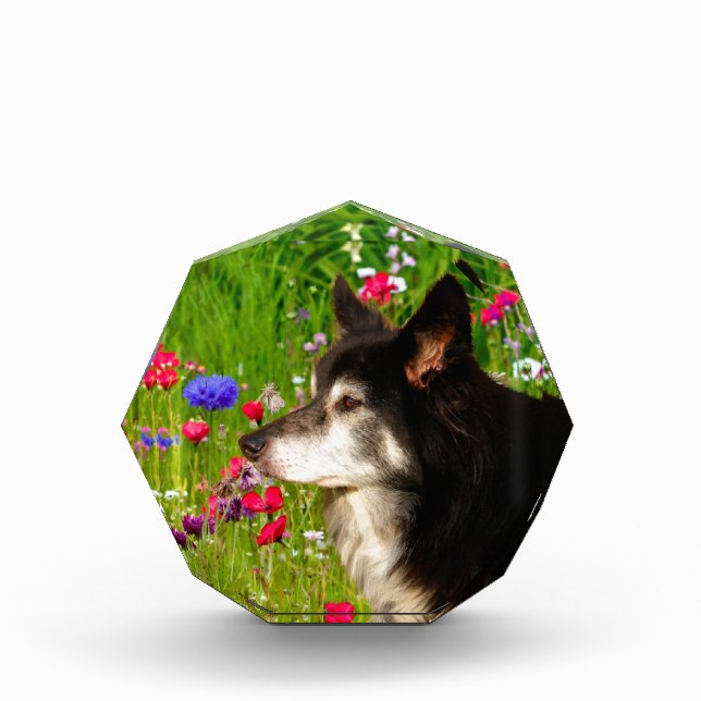 Valentine Border Collie with beautiful flowers Acrylic Award (Front)
