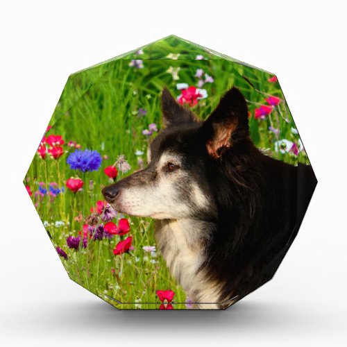 Valentine Border Collie with beautiful flowers Acrylic Award