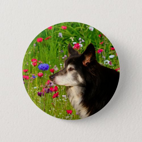 Valentine Border Collie with beautiful flowers Button