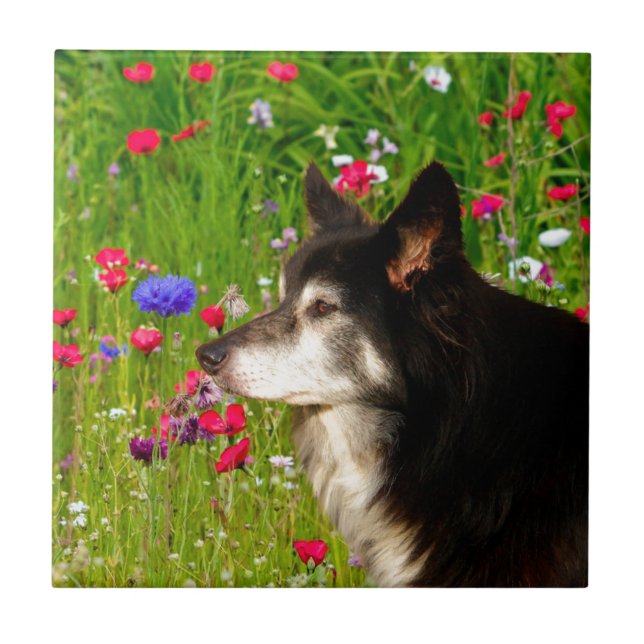 Valentine Border Collie with beautiful flowers Ceramic Tile (Front)