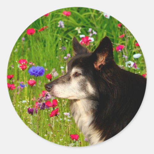 Valentine Border Collie with beautiful flowers Classic Round Sticker