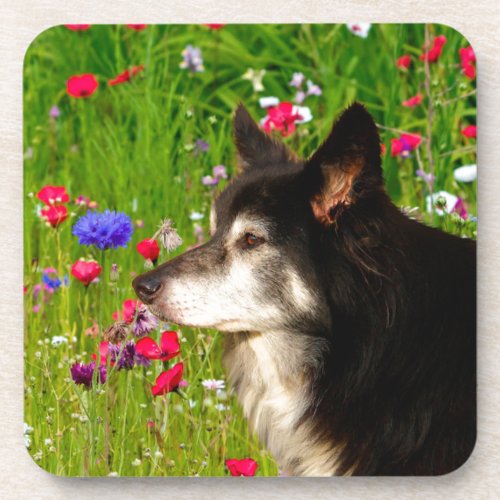 Valentine Border Collie with beautiful flowers Drink Coaster