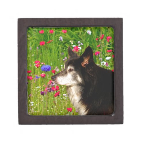 Valentine Border Collie with beautiful flowers Jewelry Box