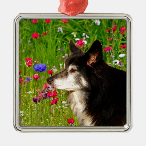 Valentine Border Collie with beautiful flowers Metal Ornament