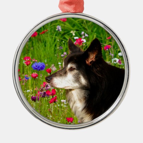 Valentine Border Collie with beautiful flowers Metal Ornament