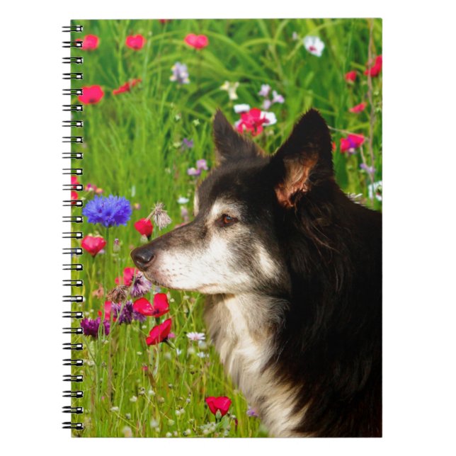 Valentine Border Collie with beautiful flowers Notebook (Front)