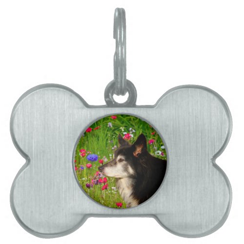 Valentine Border Collie with beautiful flowers Pet Tag